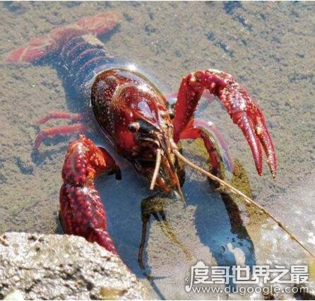 1554950417584688.jpg 14135Q061-3.jpg